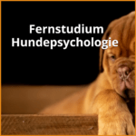 fernstudium hundepsychologie beitragsbild