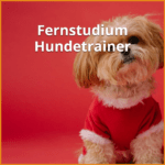 fernstudium hundetrainer beitragsbild