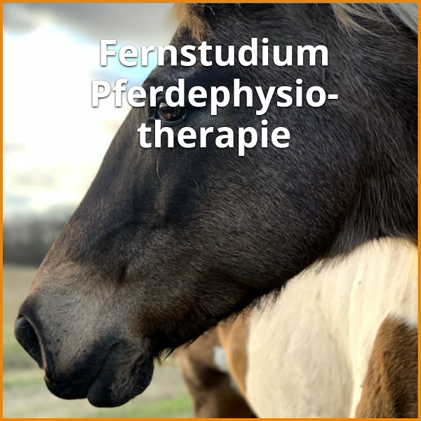 Fernstudium Pferdephysiotherapie: Studiengänge [currentyear] & Ratgeber 1