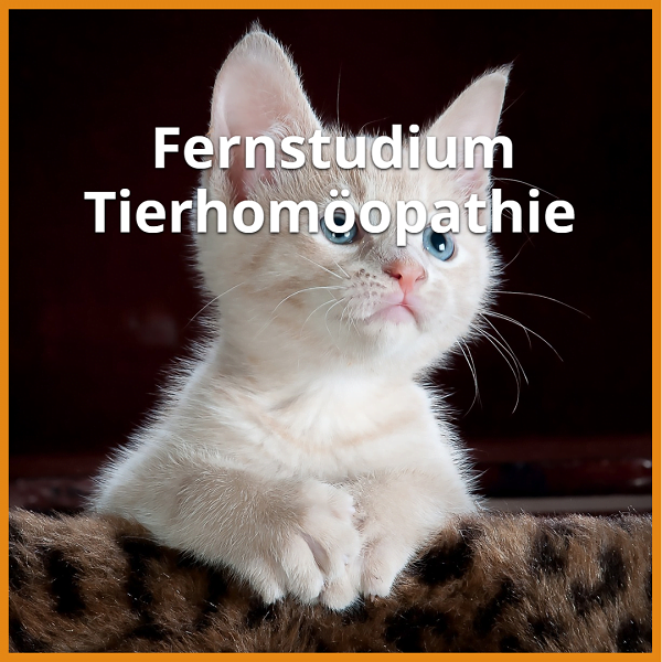 fernstudium tierhomoeopathie kann man tierhomoeopathie per fernstudium studieren