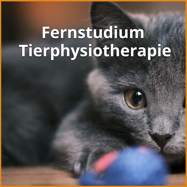 Fernstudium Tierphysiotherapie: Studiengänge [currentyear] & Ratgeber 1