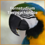 fernstudium tierpsychologie beitragsbild