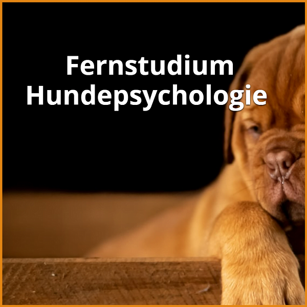 Fernstudium Hundepsychologie (Bachelor & Master): Ratgeber & die besten Fernunis 1